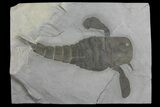 Eurypterus (Sea Scorpion) Fossil - New York #173021-1